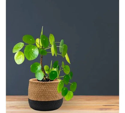 Maceta Cerámica Decorativa Labrada Diseño Yute 13cm Rústica Beige Con Negro