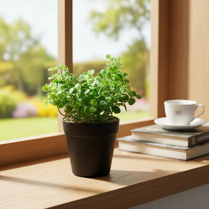 Planta Artificial Con Maceta Negra Decorativa 15x6cm Aleatorio