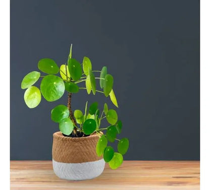 Maceta Cerámica Decorativa Labrada Diseño Yute Rústica 13cm Beige Con Blanco