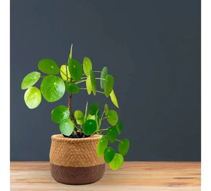 Maceta Cerámica Decorativa Labrada Diseño Yute 13cm Rústica Beige Con Marrón