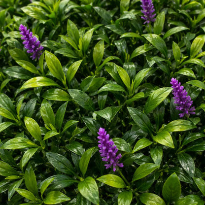 Panel Hojas Follaje Artificial Decorativo 50x50cm Lavanda Follaje Con Lavanda Verde